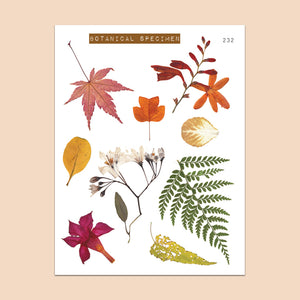Clear Fall Leaves Stickers Botanical Specimen 232 - PapergeekCo